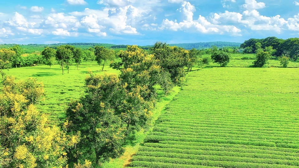 Top 22 điểm nên đến khi du lịch tại Gia Lai